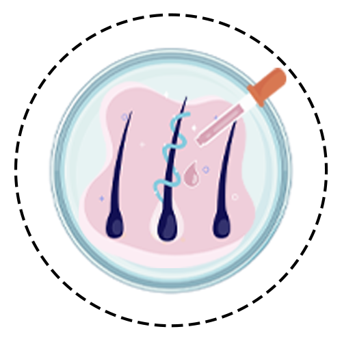 2. Strengthening in Exosome Solution